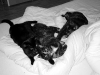 Trio im Bett - 0004.jpg