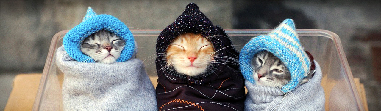 Одевайся теплее и будет тепло. Шапочка котика. Котик в теплой одежде. Котик тепло одет. Коты в шапочках.